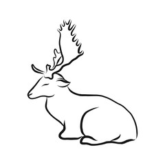 Dappled deer, black and white doodle sketch vector illustration, hand drawn animal drawing, isolated on white