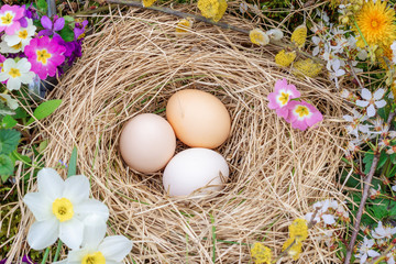 Easter composition of eggs in a nest of straw, twigs of flowering willow and primrose flowers top view
