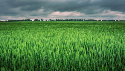 Fields landscape in summer sunset and sunrise