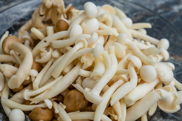 Close up of fresh white shimeji mushroom for cooking