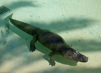 Huge adult crocodile