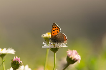 Orange butterfly close up.