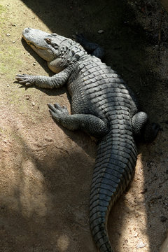Huge adult crocodile vertical image