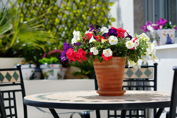 Fototapeta na wymiar Multi coloured garden flowers in pot outdoors