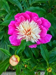 Obraz premium pink flower in the garden