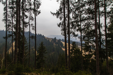 Misty landscape in the mountain area