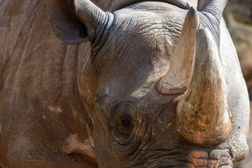 Fototapeta premium Close-up of the head of a rhinoceros, scientific name Ceratotherium simum, Rhinocerotidae