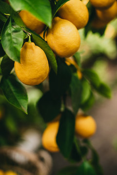 A large number of lemons on the plantation