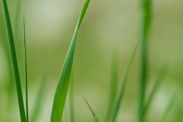 Close up of grass leaves nature background