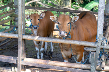 The young calf along with the cow in the pen on the farming area of Ubud village, Island Bali, Indonesia. Closeup