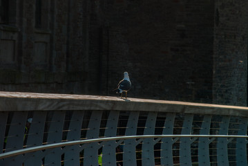 One pigeon was walking Bridge rail.