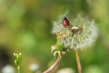Nature background ladybug on dandelion.