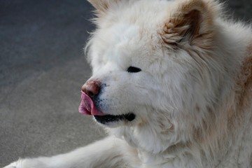 《わさお》青森県鰺ヶ沢町