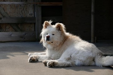 《わさお》青森県鰺ヶ沢町