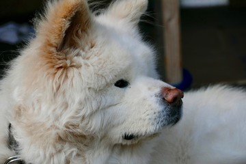 《わさお》青森県鰺ヶ沢