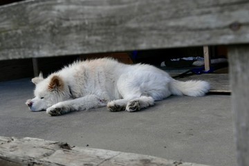 《わさお》青森県鰺ヶ沢町
