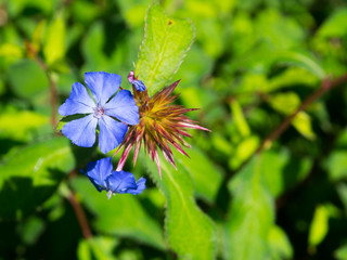 Beautiful purple 