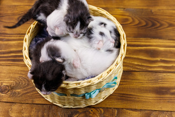 Newborn kittens in wicker basket on wooden floor