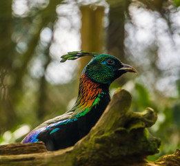 closeup of the face of a himalayan Monal, a colorful male pheasant from the himalayas of India © Charlotte B