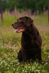 Portrait of chocoalte labrador sitting on the summer meadow.