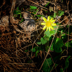 Spring flowers in a dark forest. The awakening of nature and the first colors in nature.