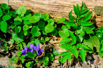 Spring flowers in a dark forest. The awakening of nature and the first colors in nature.