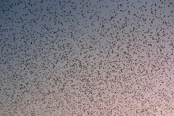 Himmel voller Vögel