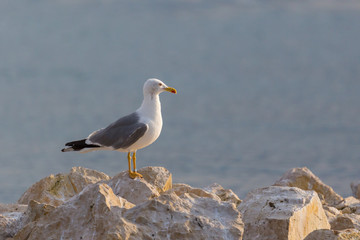 one yellow-legged gull (larus michahellis) standing on rocks at shore