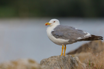 close-up sea gull (larus michahellis) standing on rocks at shore