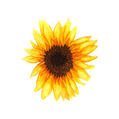 Watercolor Sunflower isolated on white background. Yellow flower