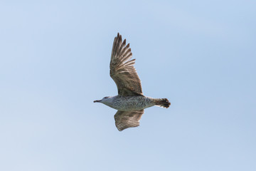 isolated juvenile sea gull in flight, blue sky, spread wings