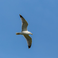 isolated yellow-legged gull (larus michahellis) in flight, blue sky