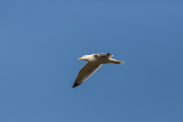 isolated flying sea gull (larus michahellis), blue sky