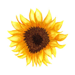 Watercolor Sunflower isolated on white background. Yellow flower