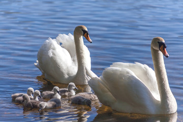 Swan Family