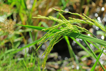 Ripening Rice Plants in the Paddy Field of Central Region in Thailand