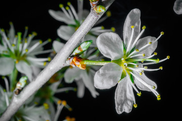 Wiosenne białe kwiaty drzew makro © Michal45