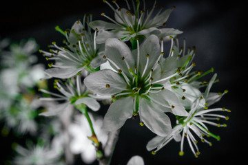 Wiosenne białe kwiaty drzew makro © Michal45