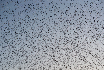 Himmel voller Vögel