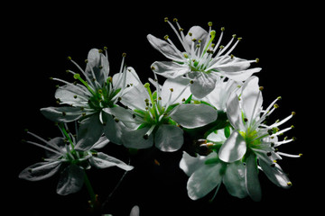 Wiosenne białe kwiaty drzew makro © Michal45