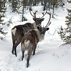 CARIBOUS MALES