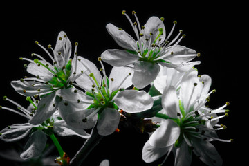 Wiosenne białe kwiaty drzew makro