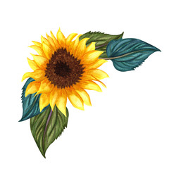 Watercolor Sunflower isolated on white background. Yellow flower