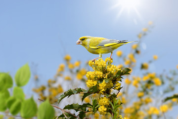 Grünfink im Frühling