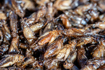 Deep fried Cicada is one of the normal traditional local Thai food in Thailand.