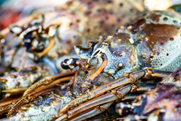 Sea fresh lobster at street market in Thailand. Seafood concept. Raw lobster for cooking, closeup