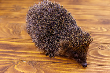Little hedgehog on wooden floor