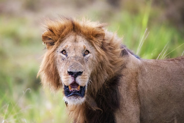 Male lion in the Masai Mara