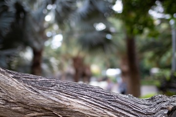 Corteza de árbol