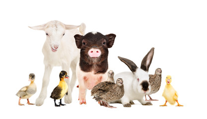 Cute farm animals together isolated on white background